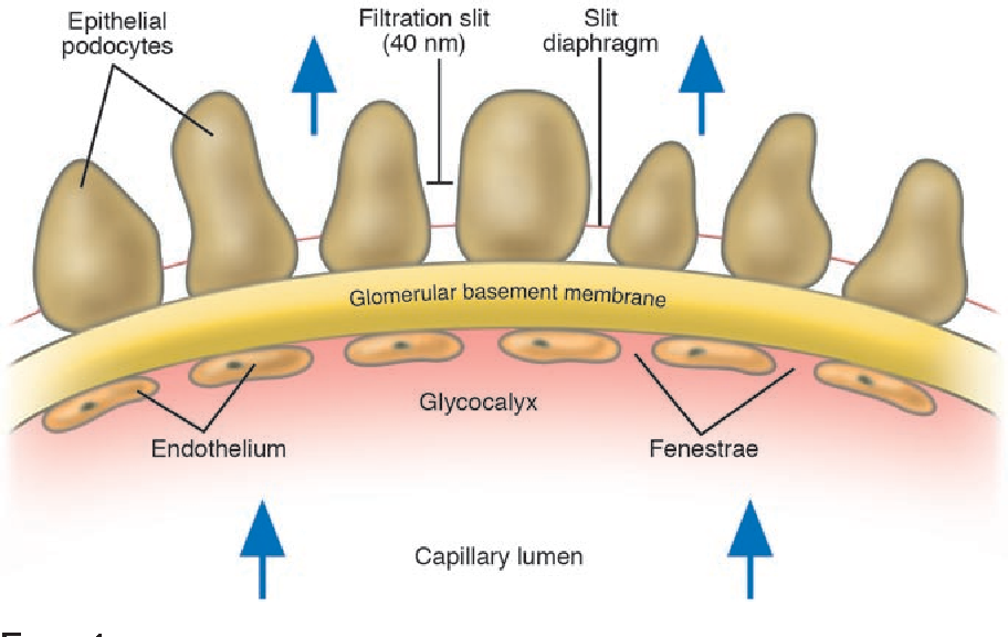 <p>Endothelium - Fenestrations<br>Basal lamina – negative charge and repels proteins<br>Filtration slits - Spaces between the podocytes </p>