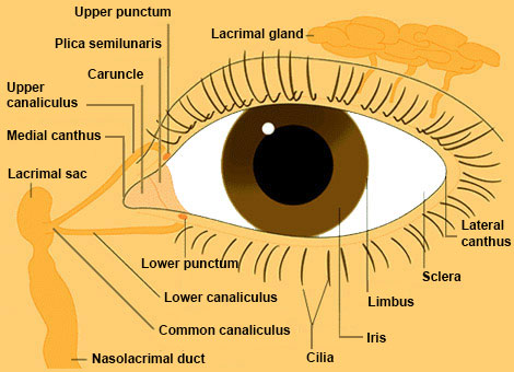 <p>lacrimal caruncle</p>