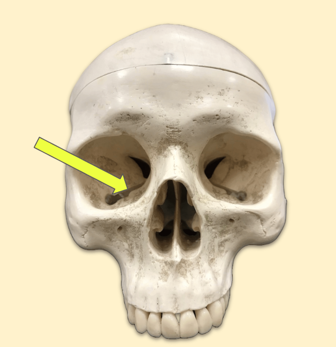 knowt flashcard image