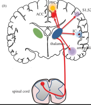 <p>Part of the pain pathway that is located in the midbrain and is responsible for inhibitory output (try to lessen nociceptor signal)</p><ul><li><p>Hint: PAG</p></li></ul><p></p>