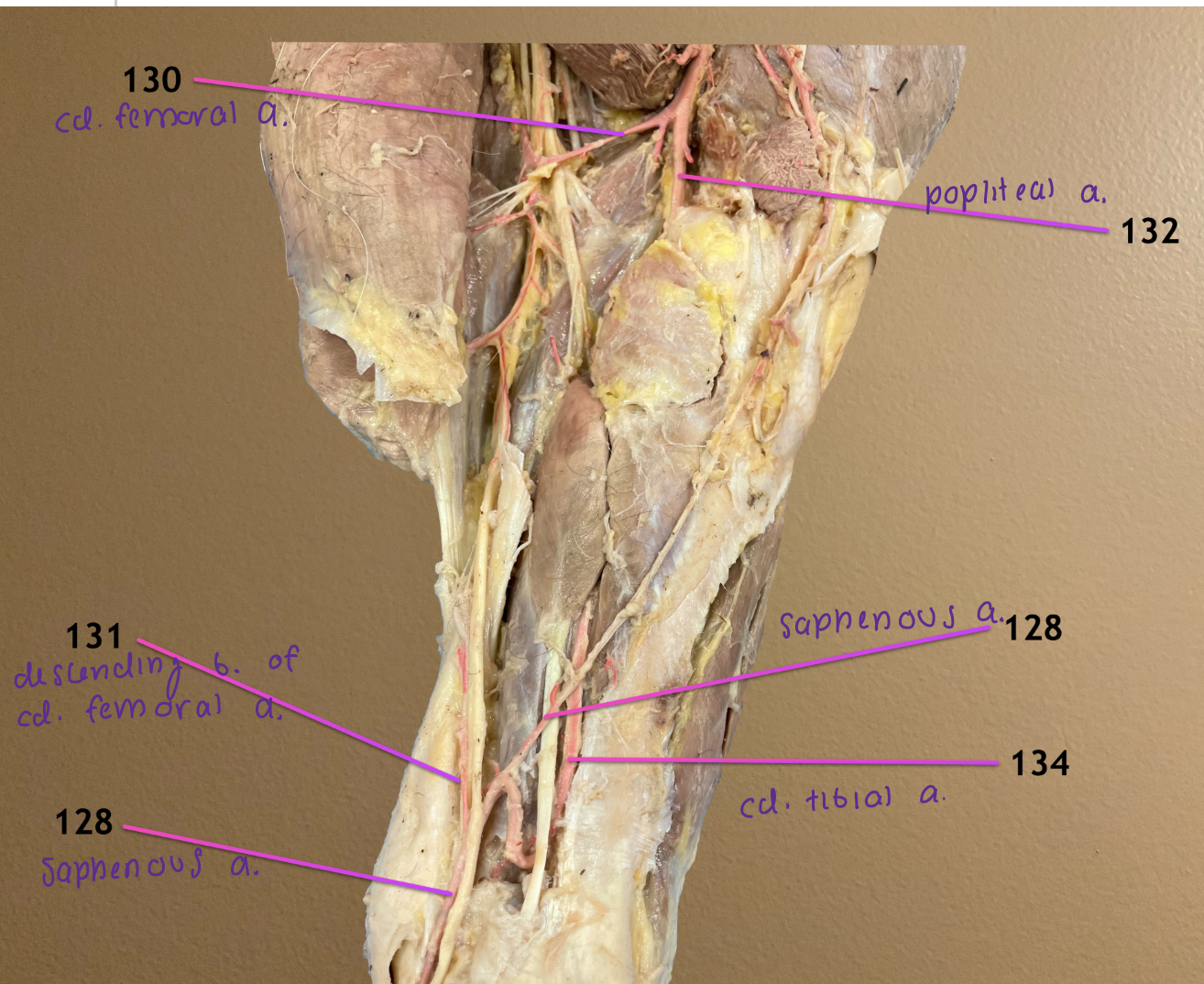 <ol start="128"><li><p>saphenous a.</p></li></ol><ol start="131"><li><p>descending branch of caudal femoral a.</p></li></ol><ol start="134"><li><p>caudal tibial a.: after cd femoral a. comes off, poplital splits into this &amp; cranial tibial a.</p></li></ol><p>.</p><p><em>these form the s-shaped anastomosis &amp; saphenous will continue down the limb</em></p>
