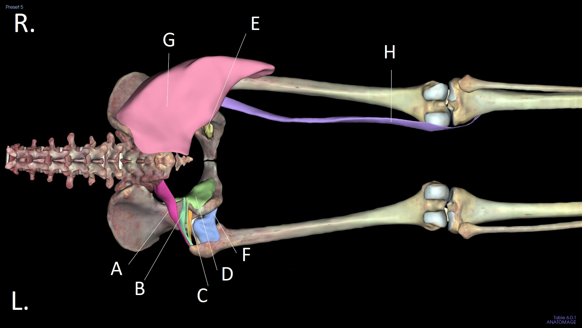 <p>G</p>