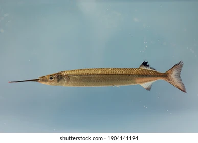 <p>Much longer lower jaw, red tip, small dorsal and under fins</p>