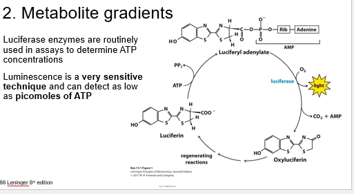 <p>(Luciferase)</p><ul><li><p>Luciferin molecules are produced in the cell</p></li><li><p>Luciferin + ATP intermediate (Luciferyl adenylate), acts as a Substrate for Luciferase => forms Oxyluciferin + Photon (= light!)</p></li></ul><p>(Reporting ATP location)</p><ul><li><p>even picomoles of ATP can be detected with Luciferase, as they will react with Luciferin and cycle through to Oxyluciferin + Light, which can easily be detected when imaged (light vs no other light in the cell - good signal, low bckgrnd noise)</p></li><li><p>if we tag Luciferase to certain cellular locations, inserted into membranes (via compartment specific membrane proteins), we localise it to an organelle of interest / cellular area</p></li><li><p>here, it’ll provide a good idea of ATP concentration - in real time as it reacts with Luciferin </p></li></ul><p>(Pancreatic B-Cells)</p><ul><li><p>anchor 1mM Luciferase, to different cellular membranes (different cellular locations), and graph together based on Photons per area (ATP per area)</p></li><li><p>adding a treatment (GLucose), Cytoplasmic [ATP] increased then decreased, while Mitochondria &amp; Plasma Membrane increased and stayed high</p></li><li><p>firstly - indicating mitochondira are located near the outer PM in a B-cell type, where they provide a localised pool of ATP near the membrane</p></li><li><p>why - they are responsibe for insulin secretion! </p></li><li><p>high [glucose] bloodstreatm => taken into cells at membrane => enter mitochondria for respiration => produce an ATP pool near the Plasma Membrane</p></li><li><p>at high enough [ATP], membrane potential changes cause Insulin secretion into the bloodstream </p></li><li><p>high [ATP] => K ion channels close => membrane depol => Ca channels open => Ca influx into the cell => Insulin from granule compartments triggered release => Exocytosed</p></li><li><p>mutations preventing the ATP pool creates Insulin release defects (EG DIABETES)</p></li><li><p>Ca also activates the TCA cycle to use up bloodstream glucose to form ATP (a positive feedback loop to use the lots of Glucose, also helps to sustain the ATP pool)</p></li></ul><p></p>