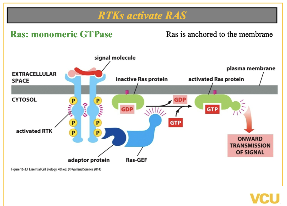 <ol><li><p>vision starts with a protein cascade, its fast and adaotable. </p></li><li><p>receptor - Tyrosine kinase ( RTK) receives signal, gets P added on, and its an enzyme. Gets signal and auto P on tyrosine which changes it shape and allows for other molecules to dock on it. = spaceshift. </p></li></ol><ul><li><p>RAS releases GDP = get GTP on. </p></li><li><p>pathways: RTK→ RAS→ MAPKKK→ MAPKK→ MAPK→ protein (fast) or gene ( slow) → response.  (3,2,1) </p></li></ul><p></p>