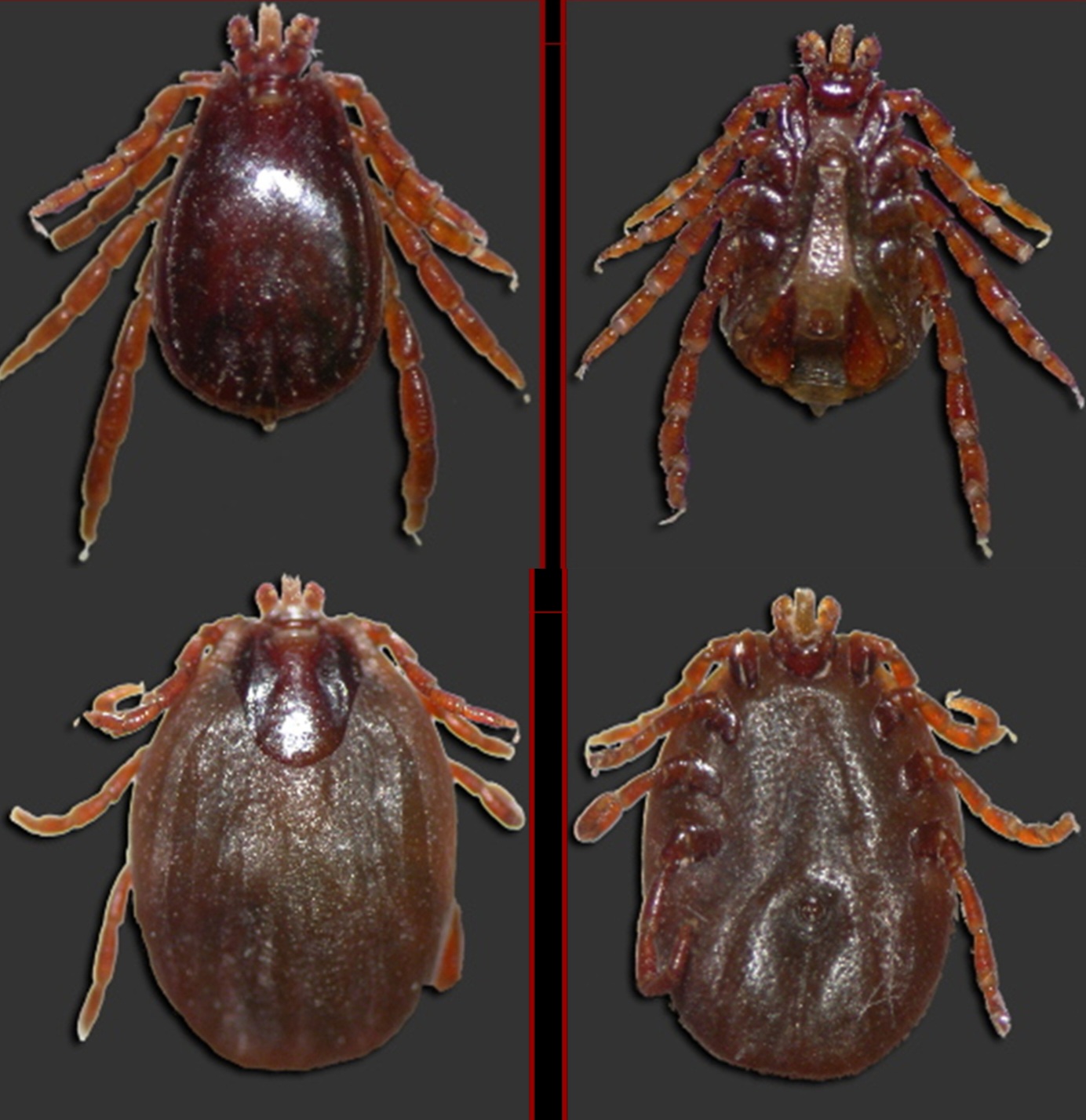<p>What tick is this?</p>