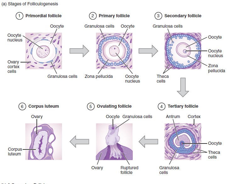 <p>Follicles </p>