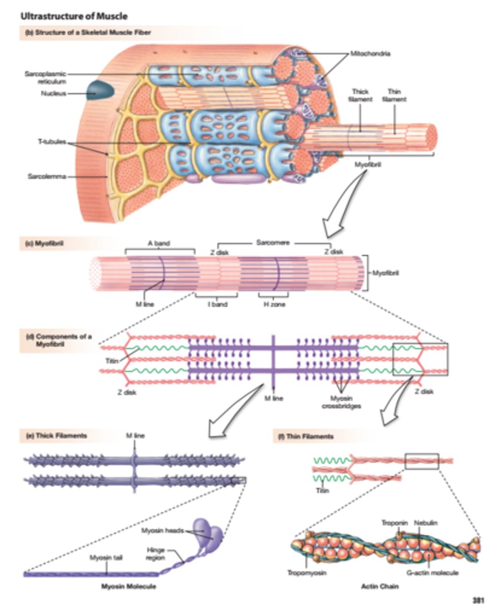<p>muscle fiber</p><p>fibers are covered by endomysium, bundled by perimysium, and the entire muscle is surrounded by epimysium</p>