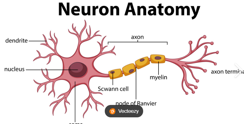 <p>respond to stimuli and conduct nerve impulses; amitotic</p>