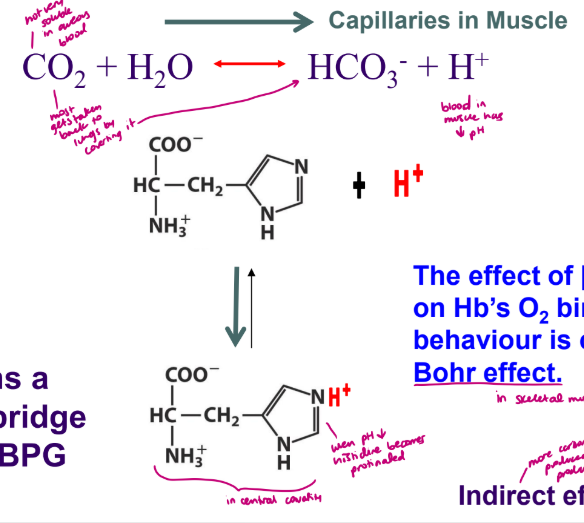 <p>H+ ions facilitate formation of the T state- enhances BPG binding</p><ul><li><p>The effect of [H+] (pH) on Hb’s O2 binding behaviour is called the Bohr effect - so more CO2 produced = more H+ produced = histidine protinated</p></li><li><p>CO2 is not very soluble in aqueous blood so most gets taken back to lungs by converting it to HCO3-</p></li><li><p>when pH decreases the histidine become protinated and forms a salt bridge with BPG</p></li></ul><p></p>