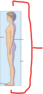 <p>Which body plane is shown?</p>
