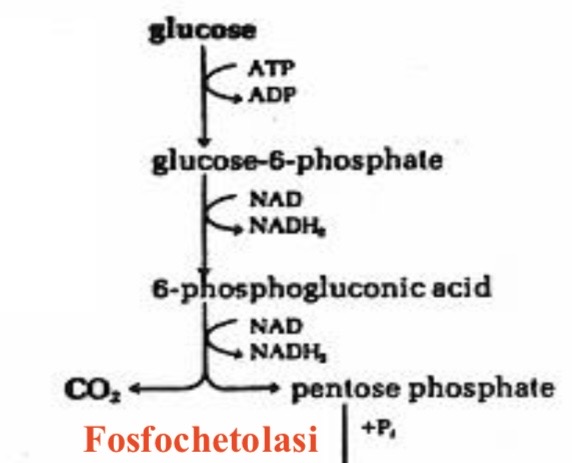 <p><strong><span>Fase di decarbossilazione e scissione fosfochetolasica.</span></strong></p><p></p>