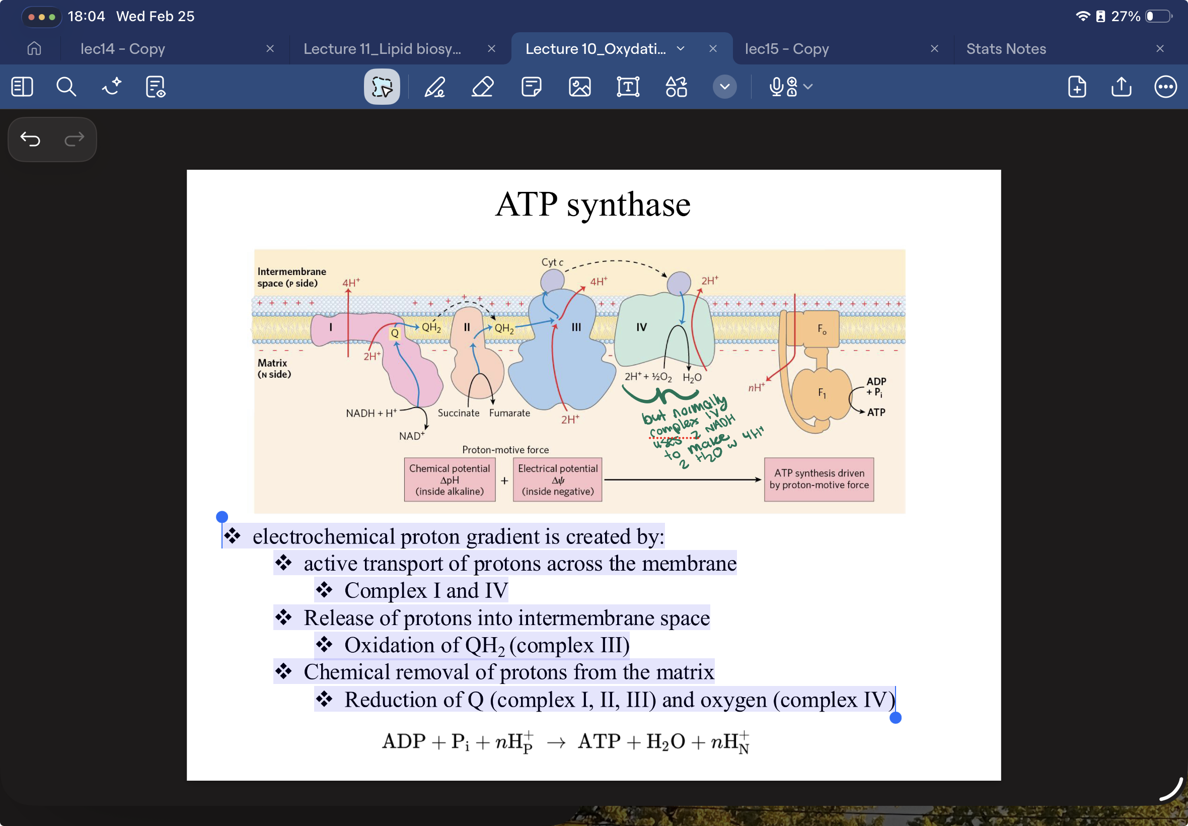 <p><u> electrochemical proton gradient is created by:</u></p><p>❖ active transport of protons across the membrane</p><ul><li><p>Complex I and IV (t<span><span>hey use the energy from electrons to physically </span></span><strong>push</strong><span><span> protons against a "crowd")</span></span></p></li></ul><p>❖ Release of protons into intermembrane space</p><ul><li><p> Oxidation of QH2 (complex III)</p></li></ul><p>❖ Chemical removal of protons from the matrix</p><ul><li><p> Reduction of Q (complex I, II, III) and oxygen (complex IV)</p></li></ul><p><span><strong><u><span>P-Side (Intermembrane Space):</span></u></strong><u><span> High[H+] </span></u><strong><u><span>Acidic</span></u></strong><u><span>, </span></u><strong><u><span>Positive</span></u></strong><u><span> charge.</span></u></span></p><p><span><strong><u><span>N-Side (Matrix):</span></u></strong><u><span> Low [H+], </span></u><strong><u><span>Alkaline</span></u></strong><u><span>, </span></u><strong><u><span>Negative</span></u></strong><u><span> charge.</span></u></span></p><p></p>