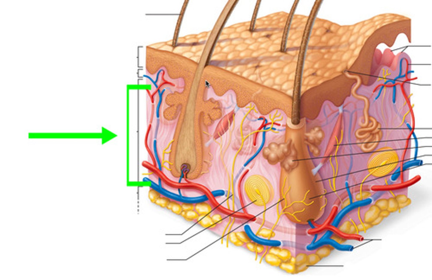 <p>Deeper layer of the dermis that supplies the skin with oxygen and nutrients; contains blood vessels and receptors</p>