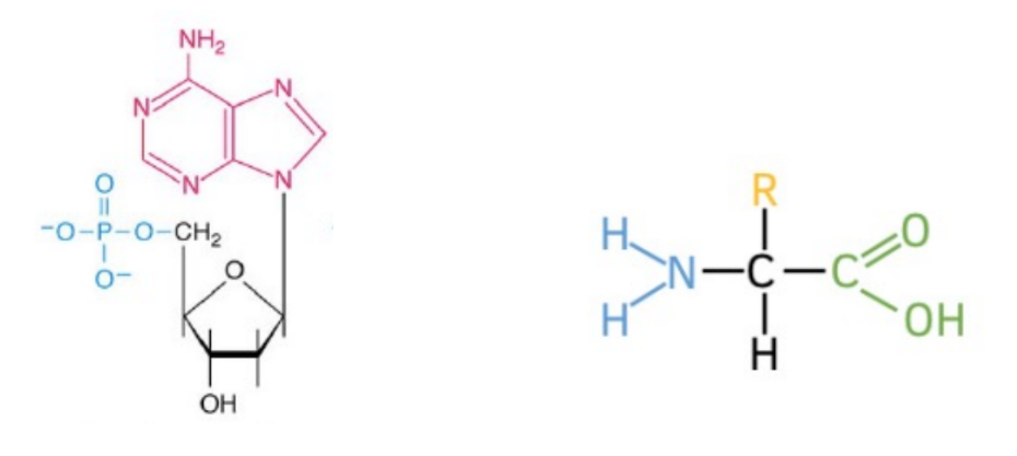 <p>def. chromosomes</p><ul><li><p>describe (2)</p></li></ul><p>___</p><p>label which is nucleic acid vs. amino acid </p><p>_</p><p>identify 5 parts of an amino acid</p><p>#of common amino acids</p><p>_</p><p>identify 3 parts of nucleic acid</p><p>name the 5 nucleotides (which 2 belong to what specifically)</p>