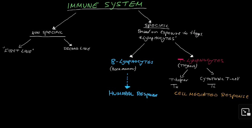 <ul><li><p>B-Lymphocytes</p></li><li><p>T-lymphocytes</p></li></ul><p></p>