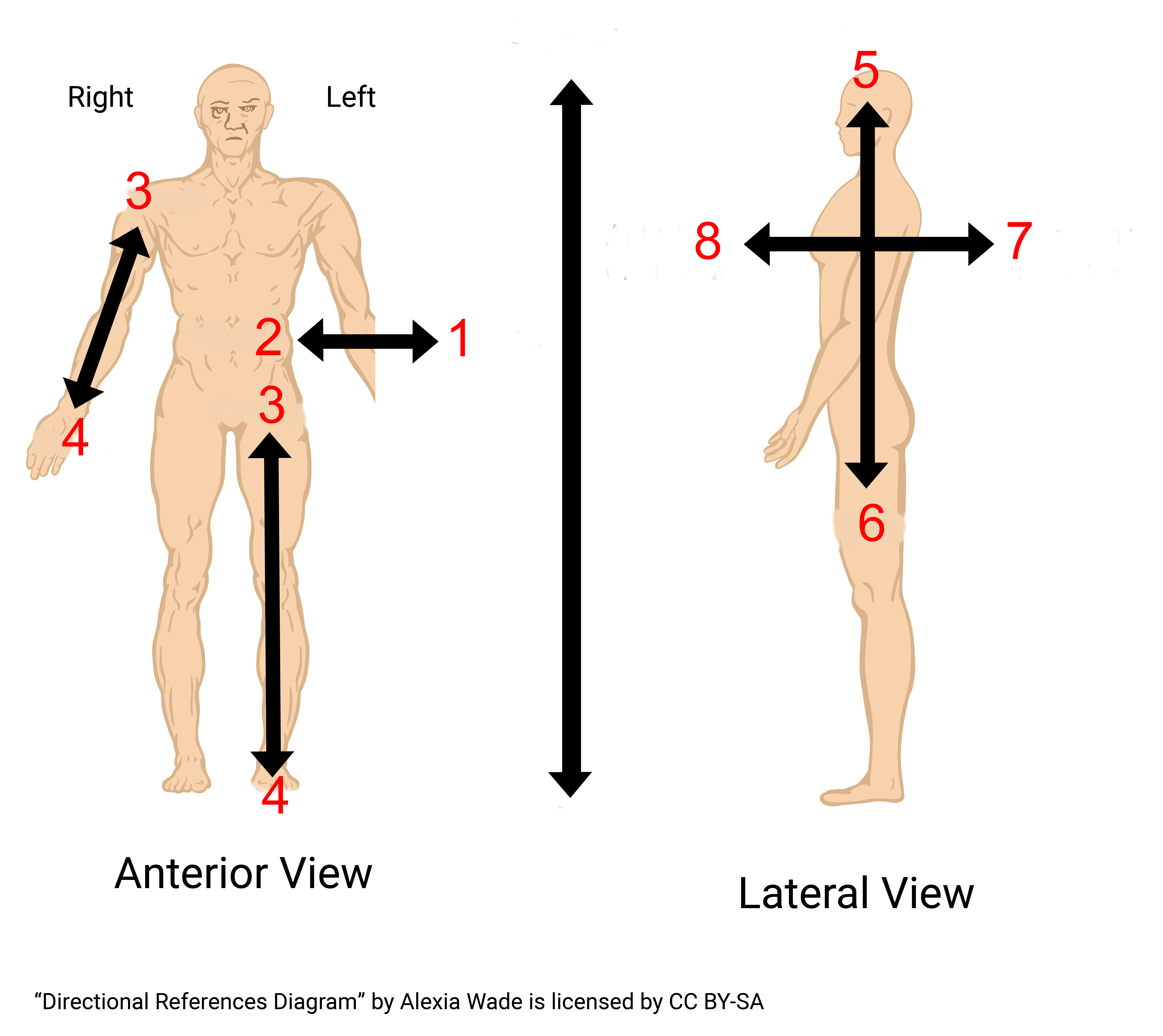<p>In this graphic of the human body, the direction marked "2" is:</p>