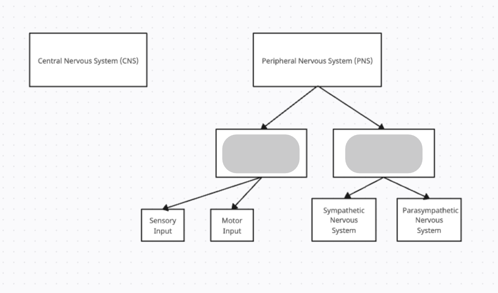 <p>The two subdivisions of the PNS are…</p>