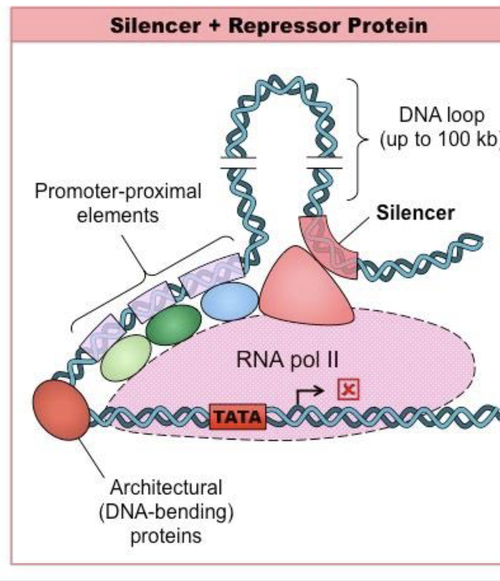 <p>silencer Dna elements </p>