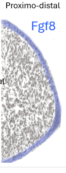 <p>distally located, expresses FGF8</p>