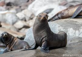 <p>Guadalupe fur seal</p>