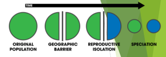 <p>Also called geographical speciation Eventually, gene pool of both populations become different from one another due to microevolution/adaptation to one’s environment</p><p>Examples:</p><ul><li><p>Lava flow</p></li><li><p>Glacier</p></li><li><p>Avalanche</p></li></ul><p>Fluctuations in ocean levels that turn a peninsula into an island</p><p>A few colonizers being moved to a different habitat</p><p>Geographical isolation must occur for long enough that the species become reproductively incompatible</p>