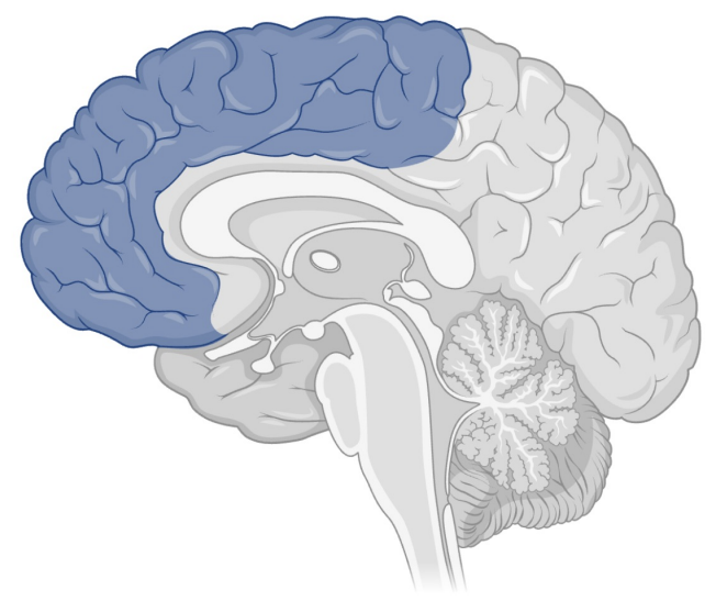<p>Function of frontal lobe</p>