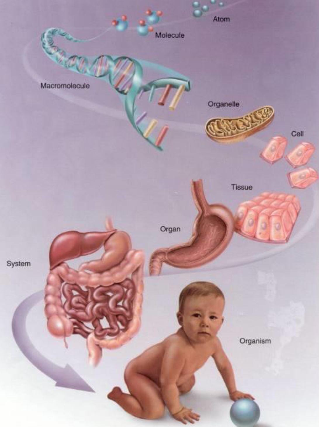 <p>1) Atoms</p><p>2) Molecules</p><p>3) Macromolecules</p><p>4) Organelles</p><p>5) Cells</p><p>6) Tissues</p><p>7) Organs</p><p>8) Organ systems</p><p>9) Human body</p>