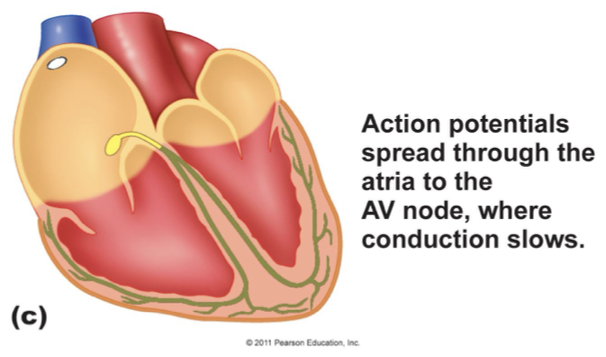<p>action potentials spread through the atria to the AV node, where conduction slows (AV nodal delay after atria contract)</p>