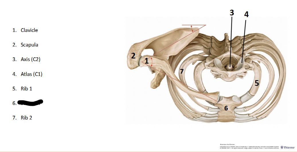 <p>What landmark within the <strong>Axial? </strong>(CENTRAL <strong>AXIS </strong>of <strong>BODY)</strong></p>