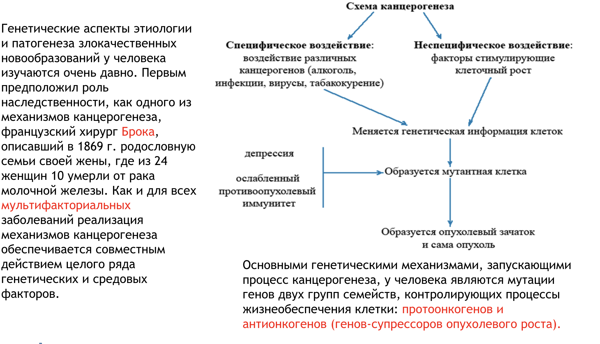 <p><span style="background-color: transparent; font-family: "Trebuchet MS", sans-serif;">Основными генетическими механизмами, запускающими процесс канцерогенеза, у человека являются мутации генов двух групп семейств, контролирующих процессы жизнеобеспечения клетки: протоонкогенов и антионкогенов (генов-супрессоров опухолевого роста).система протоонкогенов и генов-супрессоров формирует сложный механизм контроля темпов клеточного деления, роста и дифференциации. Нарушения этого механизма возможны как под влиянием факторов внешней среды, так и в связи с геномной нестабильностью — теория, предложенная Кристофом Лингауром и Бертом Фогельштейном. Питер Дюсберг из Калифорнийского университета в Беркли утверждает, что причиной опухолевой трансформации клетки может быть анеуплодия (изменение числа хромосом или потеря их участков), являющаяся фактором повышенной нестабильности генома. </span></p><p><span style="background-color: transparent; font-family: "Trebuchet MS", sans-serif;"><strong>На первом этапе происходит взаимодействие канцерогенов химической, физической и биологической природы с протоонкогенами и антионкогенами (онкосупрессорами) генома нормальной клетки.</strong></span></p><p><span style="background-color: transparent; font-family: "Trebuchet MS", sans-serif;"><strong>• В результате такого взаимодействия на втором этапе канцерогенеза подавляется активность онкосупрессоров, а также происходит трансформация протоонкогенов в онкогены. Экспрессия онкогена — необходимое и достаточное условие для трансформации нормальной клетки в опухолевую.</strong></span></p><p><span style="background-color: transparent; font-family: "Trebuchet MS", sans-serif;"><strong> В результате подавления активности онкосупрессоров и экспрессии онкогенов на третьем этапе синтезируются и реализуют свои эффекты (непосредственно или с участием клеточных факторов роста и рецепторов к ним) онкобелки. С этого момента генотипически изменённая клетка приобретает опухолевый фенотип.На четвёртом этапе опухолевая клетка начинает бесконтрольно пролиферировать, что ведёт к формированию новообразования (опухолевого узла).</strong></span></p>