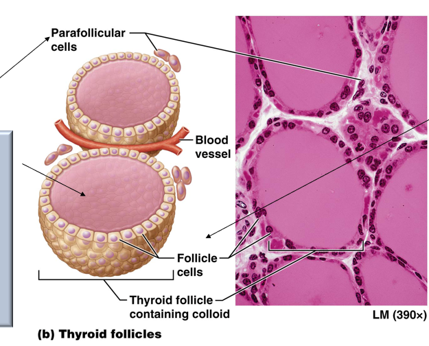 <p>cells of the thyroid that release calcitonin hormone leading to a colloid</p>