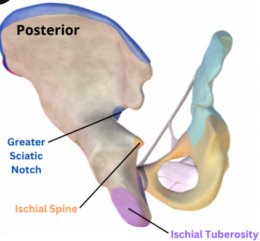 <p>rough patch on most inferior region of the pelvis and site of muscle attachment for hamstrings on the posterior thigh </p>