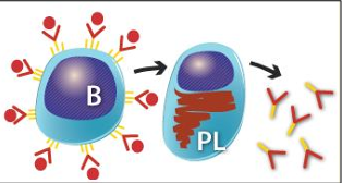 <p>Cel. plasmática</p>