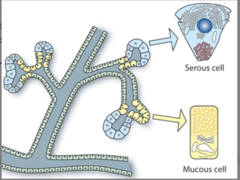 <p>secrete a watery secretion that contains enzymes (watery)</p>