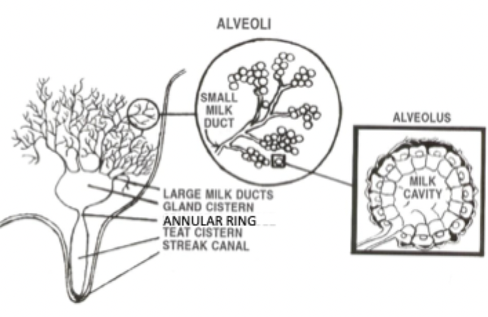 <ul><li><p>Alveolus - secretory basic unit of gland lines by secretory epithelial cells</p></li><li><p>Ducts - drained of milk from alveoli </p></li><li><p>Lobules - group adjacent alveoli drained by a common duct and encased in connective tissue septum </p></li><li><p>Lobes - group of adjacent lobules drained by common duct and encased in connective tissue septum </p></li><li><p>Gland cistern - storage approx 400 mL </p></li><li><p>Teat cistern - storage approx 40 mL </p></li><li><p>Streak canala and sphincter muscle - holds milk in and bacteria out </p></li></ul><p></p>