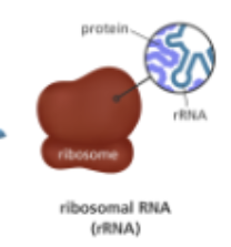 <p>Through precise base pairing, the tRNA ensures that the correct amino acid is delivered to the growing polypeptide chain, maintaining the fidelity of protein synthesis. </p><p>The actual site where this assembly occurs is the ribosome, which is composed largely of <strong>ribosomal RNA (rRNA)</strong> along with proteins. Importantly, rRNA is not just structural—it also has catalytic activity…</p><p>What does this mean?</p>