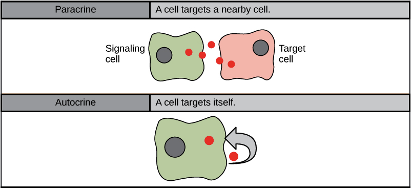 <p>A cell targets itself </p>