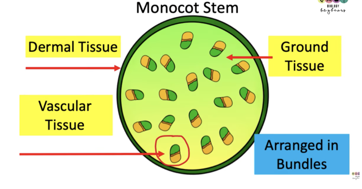 <p><span style="background-color: transparent;">They have vascular tissue, arranged in bundles and organised in a non fixed pattern.</span></p>