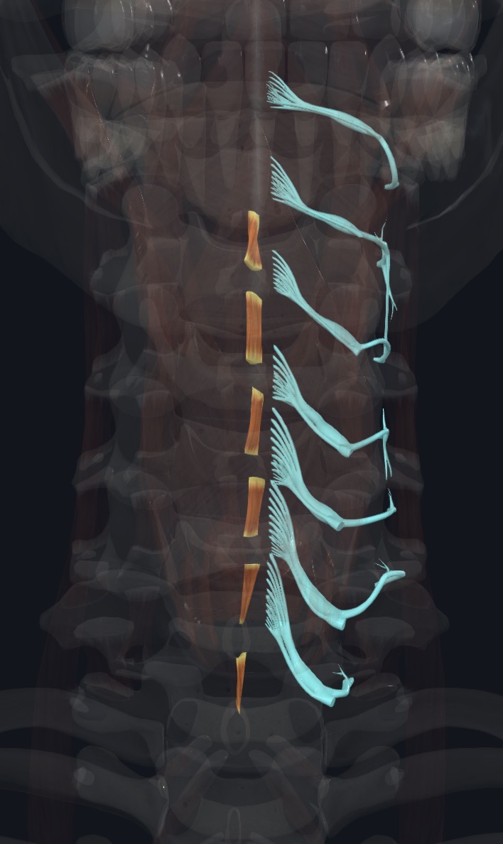 <p>Posterior RAMI of spinal nerves</p>