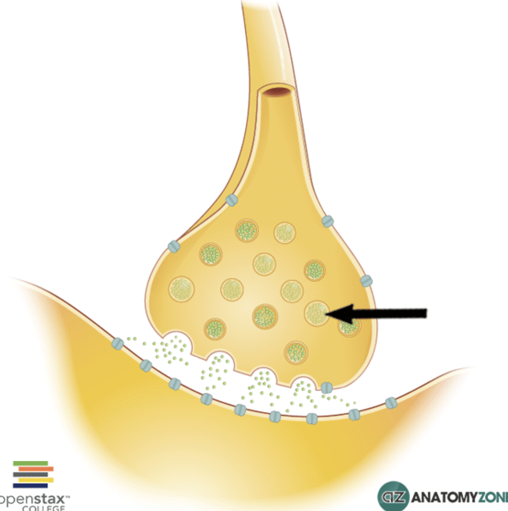 <p>Store neurotransmitters.</p>
