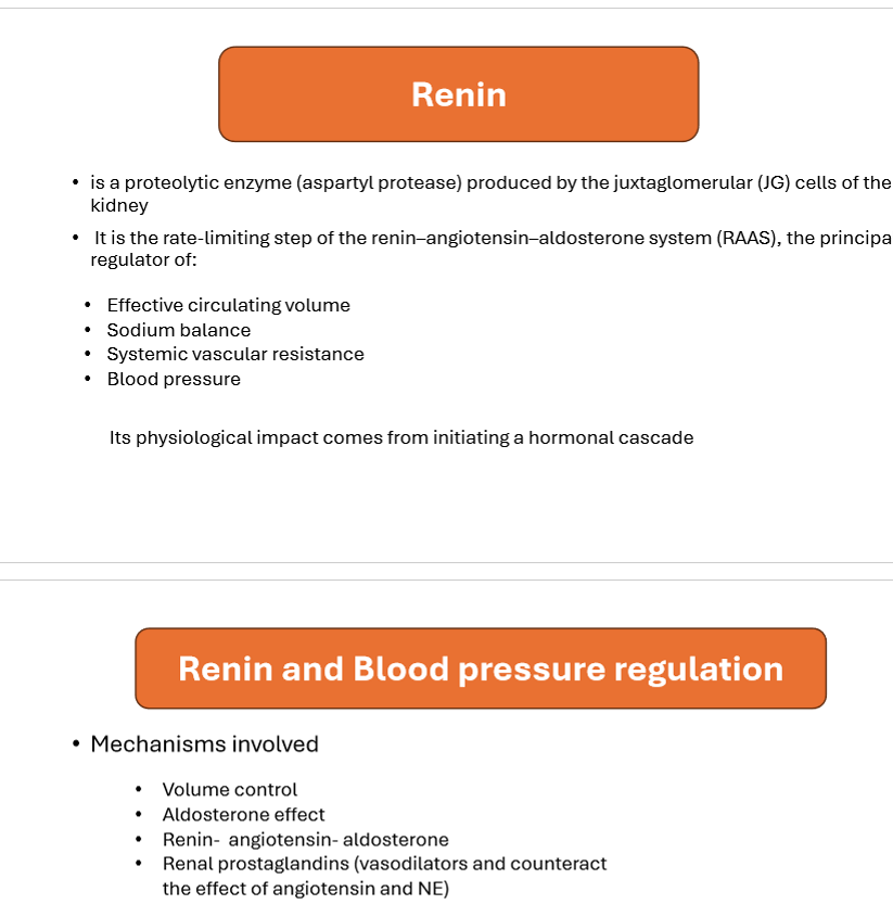 <p>Which of the following stimulates renin release?</p>