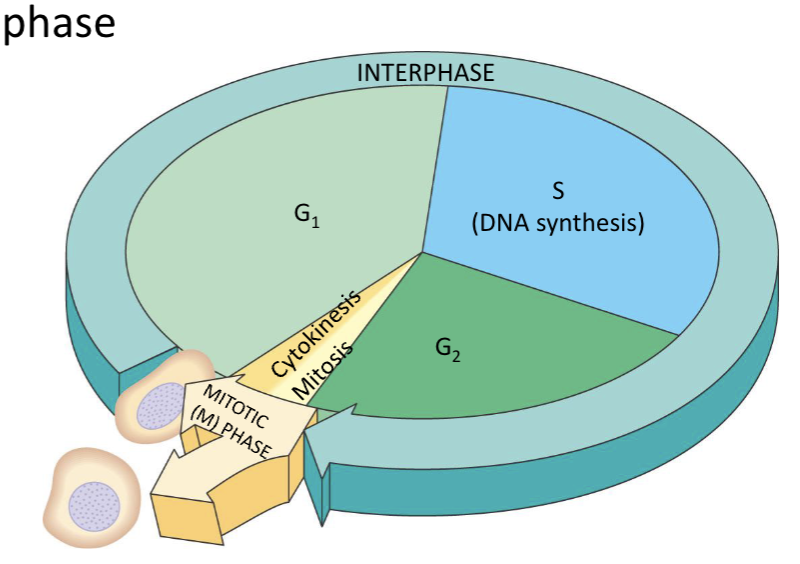 <p>The <strong>mitotic</strong> <strong>phase</strong> &amp; the <strong>interphase</strong></p>