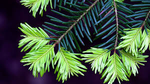 <p>Latin: Tsuga heterophylla</p><p></p>