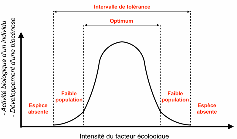 <p>Minimum : en dessous, l’organisme ne survit plus ou ne se reproduit plus (stress trop fort).</p><p>Optimum : zone où la performance physiologique et/ou la densité de population est maximale.</p><p>Maximum : au-dessus, l’organisme disparaît (stress trop fort).</p><p>Ces trois valeurs décrivent l’intervalle viable et expliquent pourquoi l’espèce est abondante dans certains milieux et absente dans d’autres.</p>