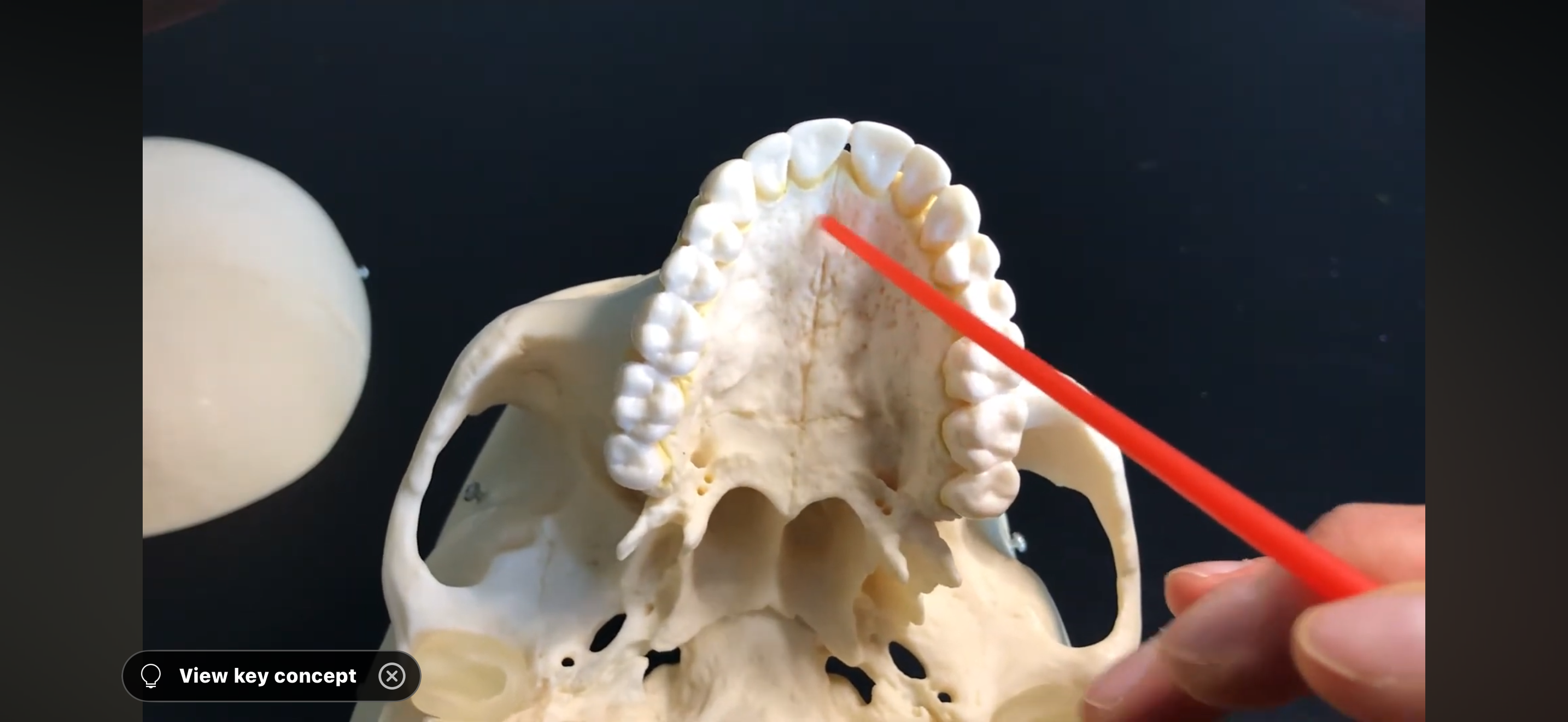 <p>What is this PART of the plate called?</p>