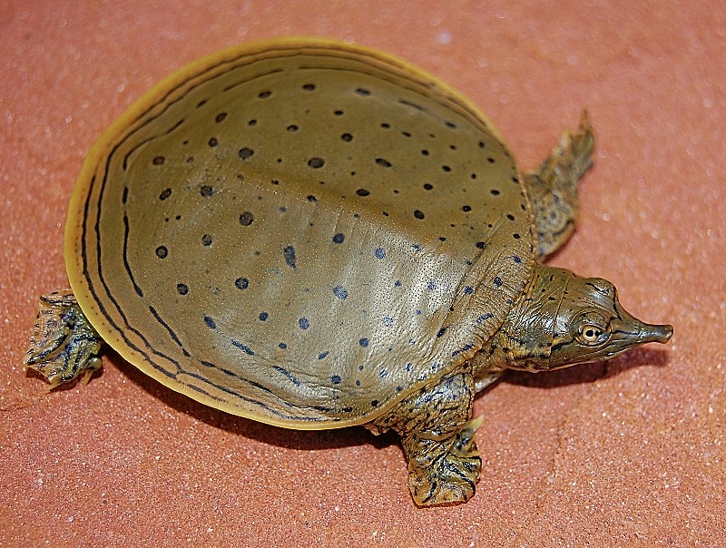 <p>Spiny Softshell Turtle (<em>Apalone spinifera</em>)</p>