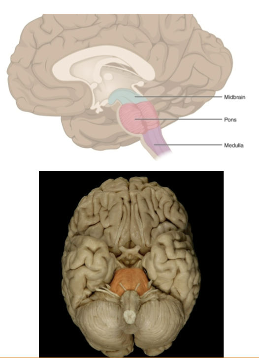 <p>Brainstem includes: midbrain, pons, medulla oblongata</p>
