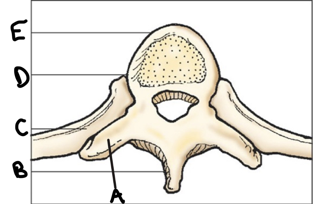 <p>e?</p>