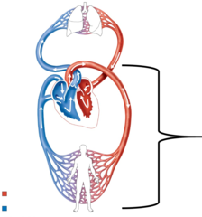 <p>Name this circuit.</p>